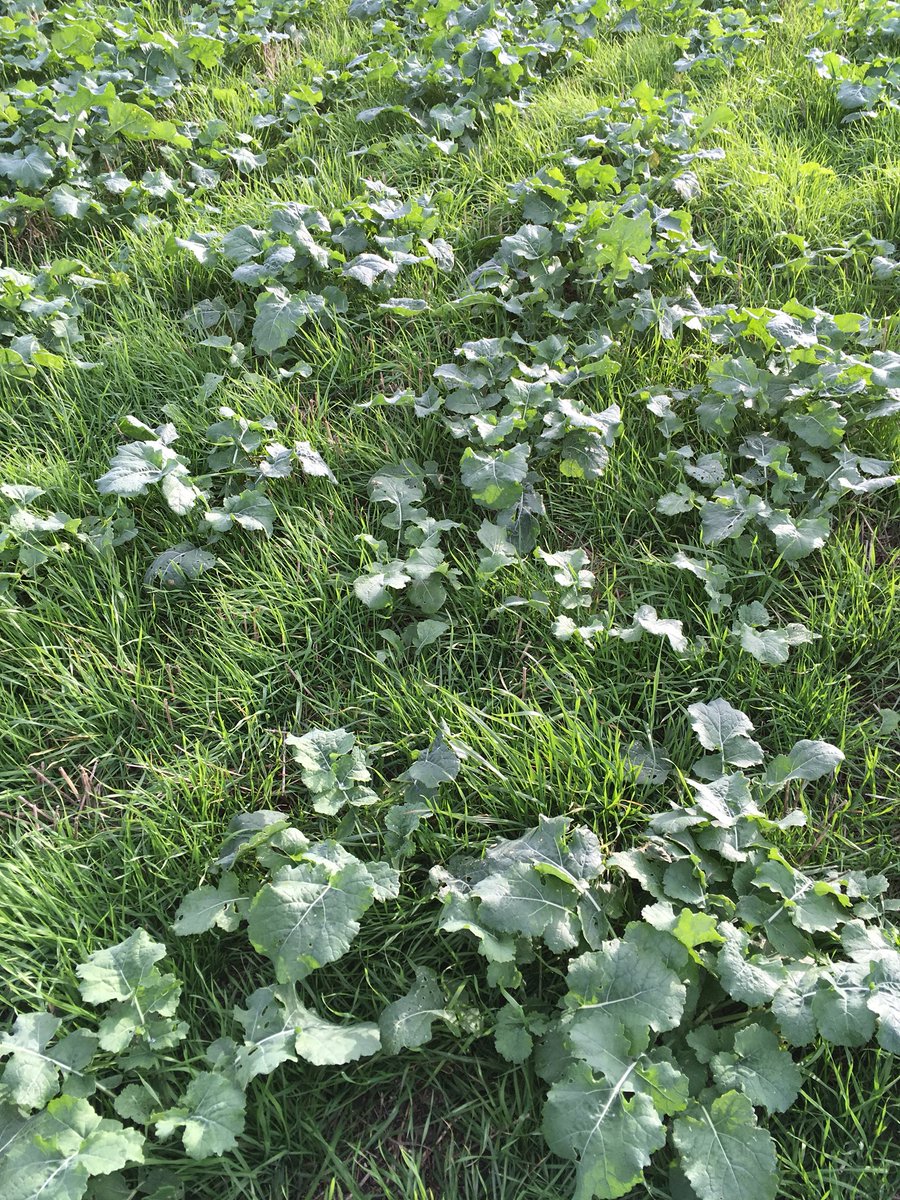jwbgrantham's tweet photo. Always good to see a bit of treated vs untreated! Definitely worth putting on! #blackgrass #centurionmax #vicious https://t.co/keYyM2F81Q