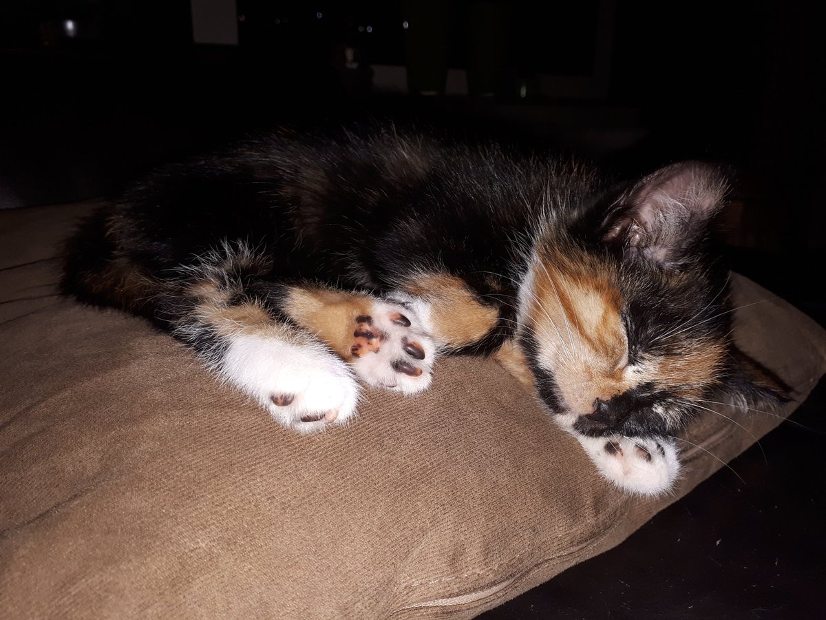Rianne747's tweet photo. Zo lief!!!! #Merlootje 😍 https://t.co/4kDJdOZKR7