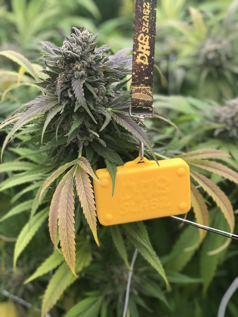 DabSlabzSquad's tweet photo. Hang in there. Fight for what you wantπππΎππππΎ #newyorkcitydiesel #buds #dabeasy #dankydank #dabslabz #710life #710photography #dabbersdaily https://t.co/XMvvfEppxO