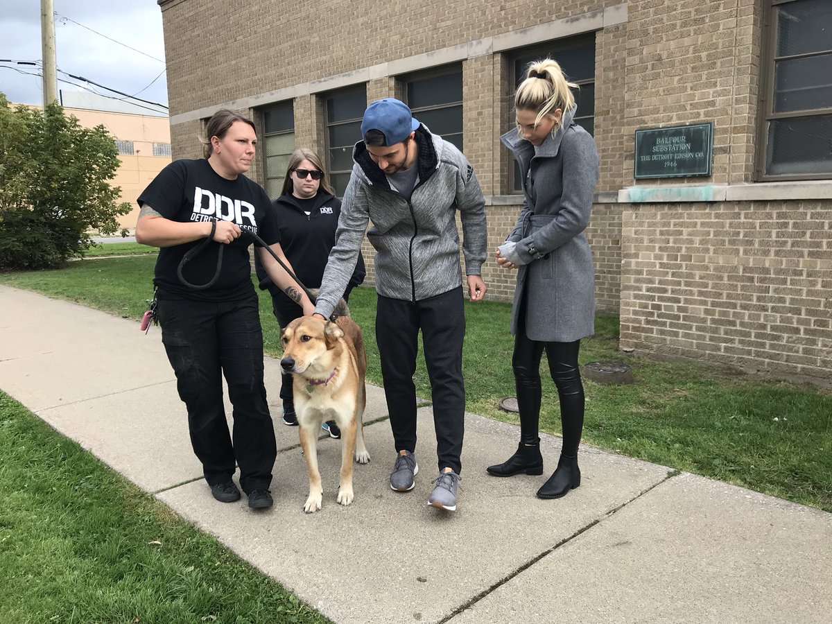 DetroitRedWings's tweet photo. .@pmrazek34 stopped by Detroit Dog Rescue this afternoon. For every save he makes this season. Petr will donate $5 to Detroit Dog Rescue! 🐶 https://t.co/w7GvryYRgV