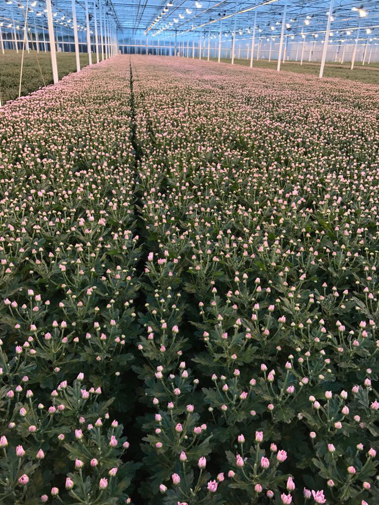 Nog 1 weekje wachten op de Softone introductie... Vanaf vlg week maandag op de klokken verkrijgbaar: prachtige SOFTONE van #ZENTOO!
