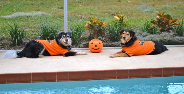 Halloween Safety Tips for Pets - Yappy Life bit.ly/2A1UGUe