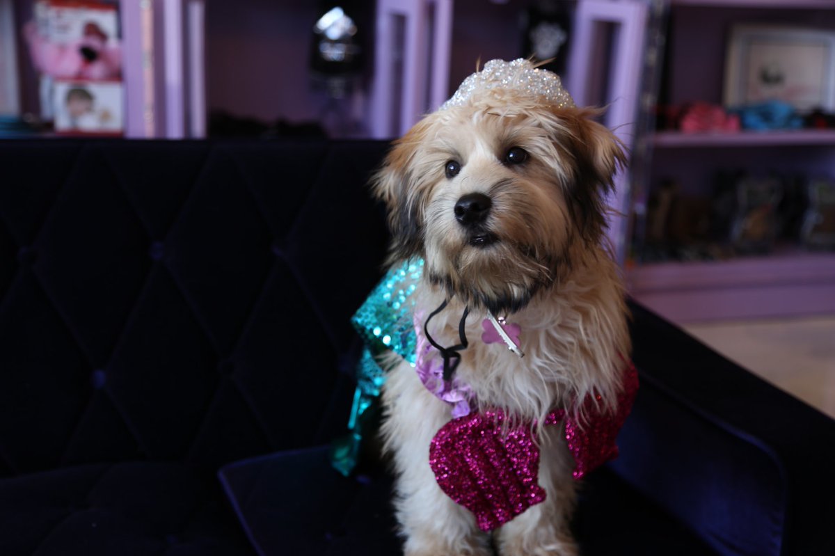 VanderpumpDogs's tweet photo. Come in your best costume &amp; trick or treat at @VanderpumpDogs in Los Angeles! 👻 We are giving out Halloween Cookies for anyone who shows up! https://t.co/RAmmfisYcG