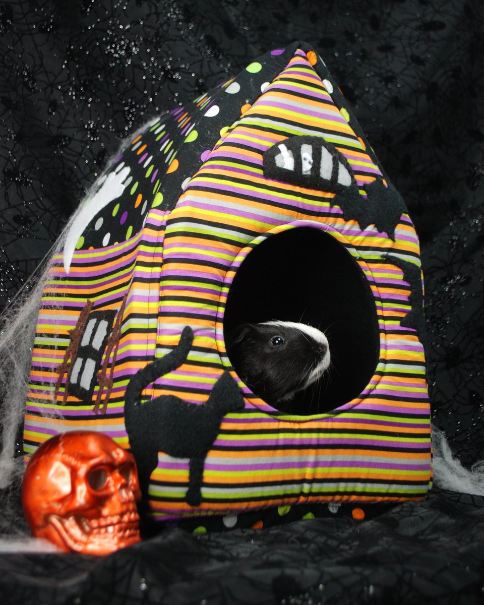 EclipseCritters's tweet photo. Bartlet! Get out of there! That house is obviously haunted! "But Mom, I think I smell cilantro in here . . ." #guineapig https://t.co/dNSr1islHB