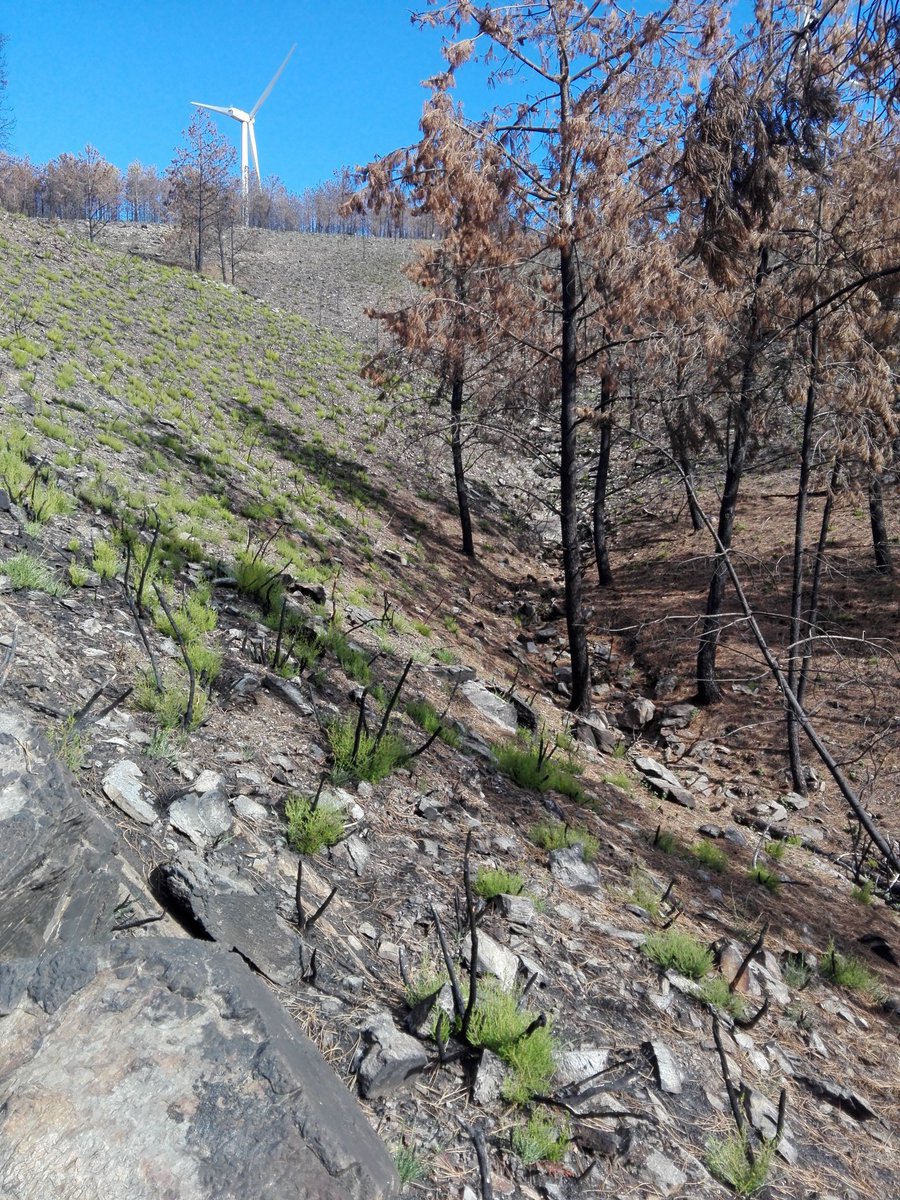 Dicasivi's tweet photo. Vai carqueja!! #resprout #postfire  #IncendiosPedrogao #cesamresearch #dao_ua @UnivAveiro https://t.co/afHqmsjibT