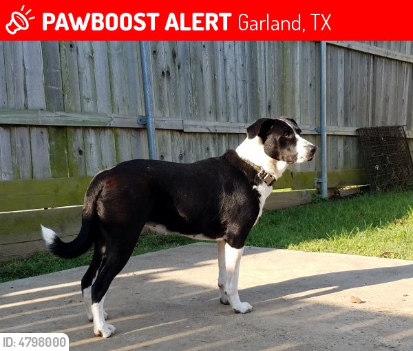 LostPetsDallas's tweet photo. Please RT! Have you seen Lacie? #missing #lost #pet in #Garland #TX 75040 https://t.co/X86l4kDQDZ https://t.co/HYzTCer9Z8