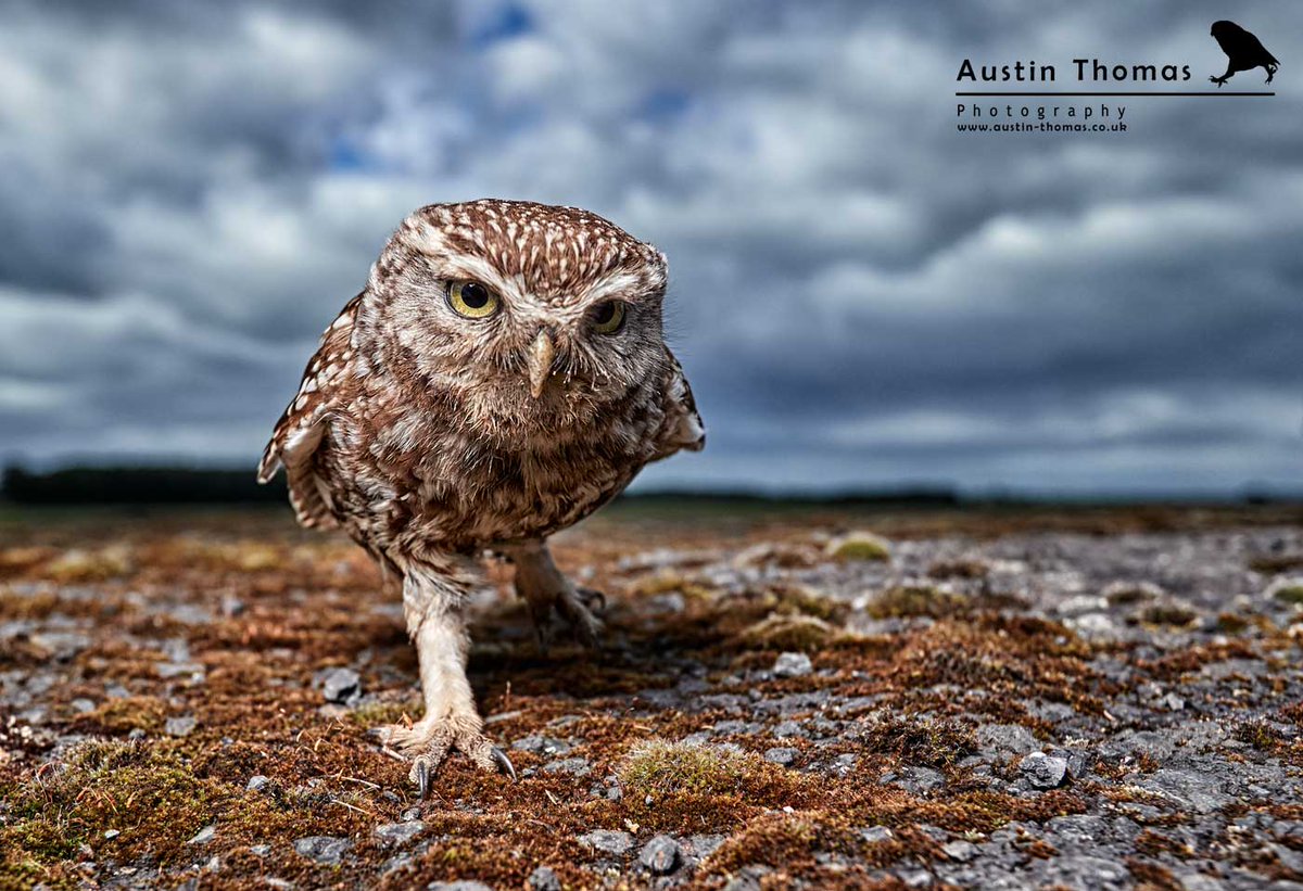 Back to my Wide Angle Wildlife project...
Hated by some, loved by others, different to the standard view of a Little #Owl

<a href="/RareBirdAlertUK/">RareBirdAlertUK</a>