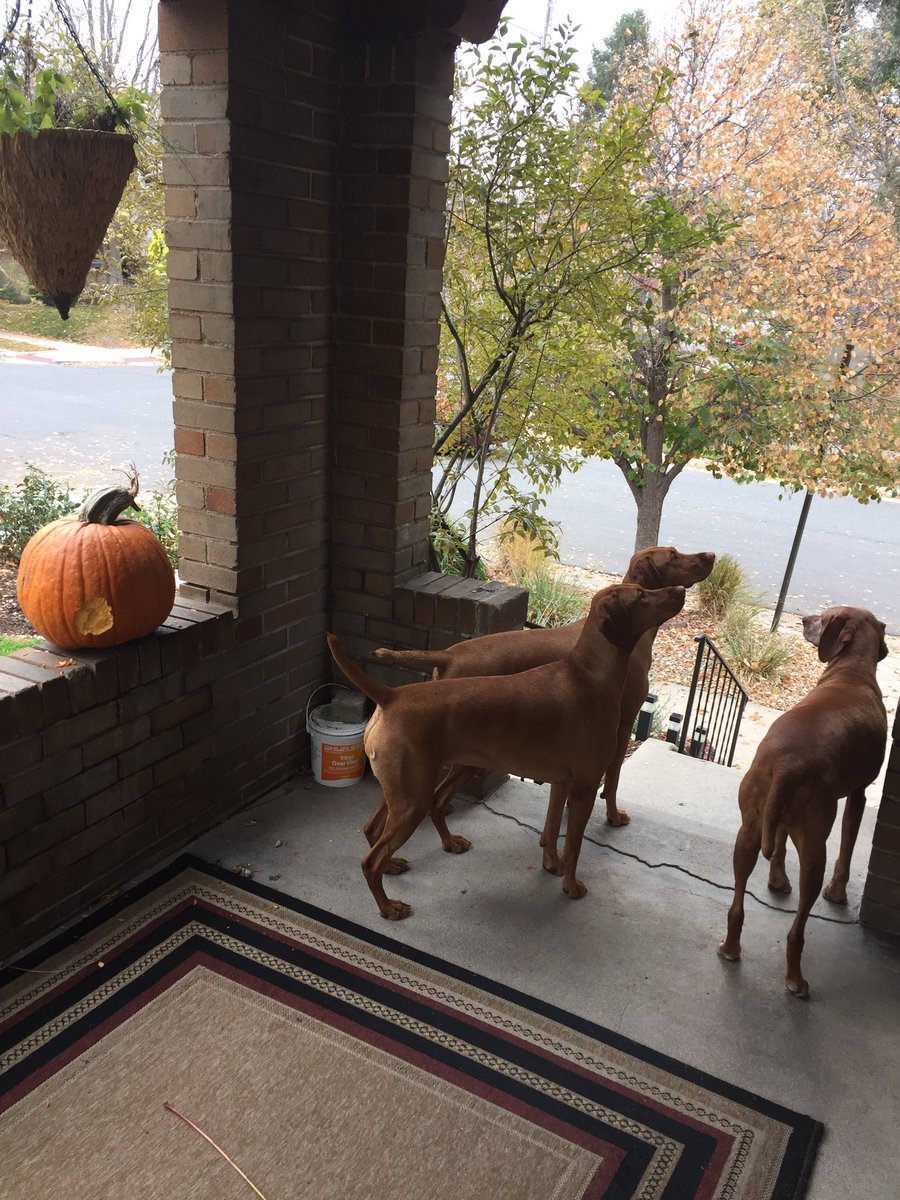 vizslageek's tweet photo. Pups on pumpkin protection! #squirrelinvasion #vizsla #puplife #squirrelnotpictured https://t.co/FGWyobComA