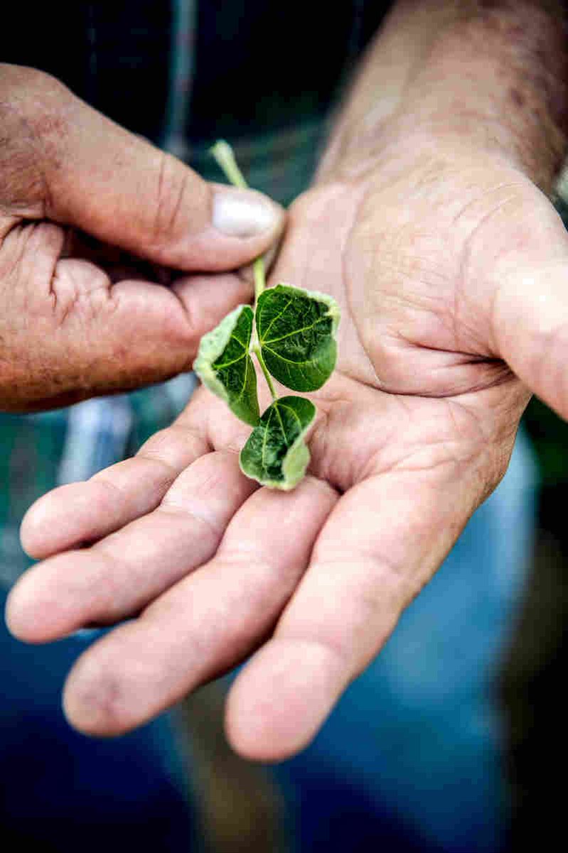 onfarm's tweet photo. Article on the effects of drift from #dicamba on #fields that aren't resistant to it and Monsanto blaming farmers. 
https://t.co/4Vk6VaENAv https://t.co/YVkQspXKFY