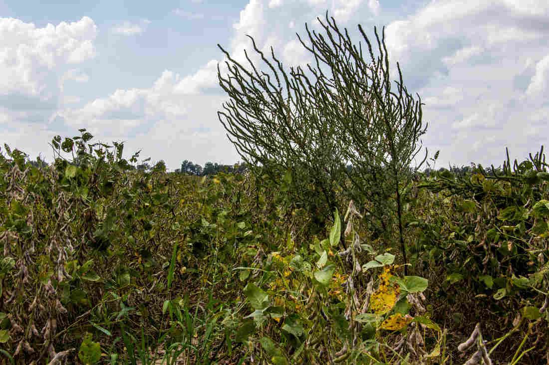 onfarm's tweet photo. Article on the effects of drift from #dicamba on #fields that aren't resistant to it and Monsanto blaming farmers. 
https://t.co/4Vk6VaENAv https://t.co/YVkQspXKFY