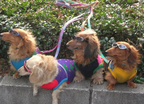 freddyolo's tweet image. 