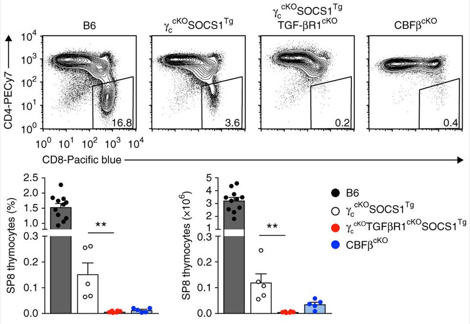 mmw_lmw's tweet photo. CD8 T cell #LineageSpecification by CytokineSignals in Thymus | AlSinger @theNCI @NatImmunol https://t.co/VPImJTUUR4 https://t.co/n2b2j7Z0xB