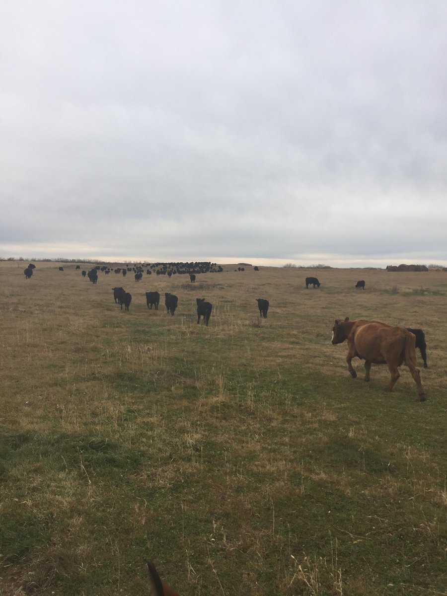 grassncows's tweet photo. Back out to grass after pre-weaning booster shots. #ranchlife #expressverified #primeprotecyion #healthycalves https://t.co/mf89xXMG4a
