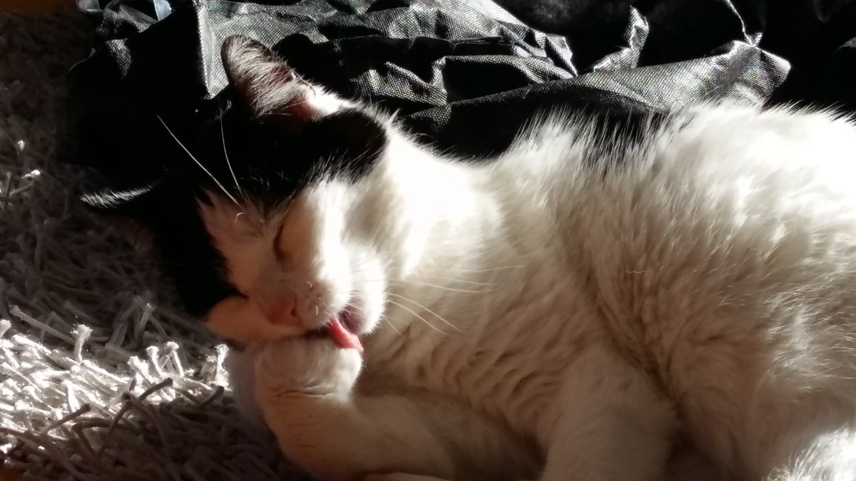 misaka_sato's tweet photo. #PreciousCat #DontBeJealous #Yuki-chan 😘 https://t.co/agf9NPcKVP