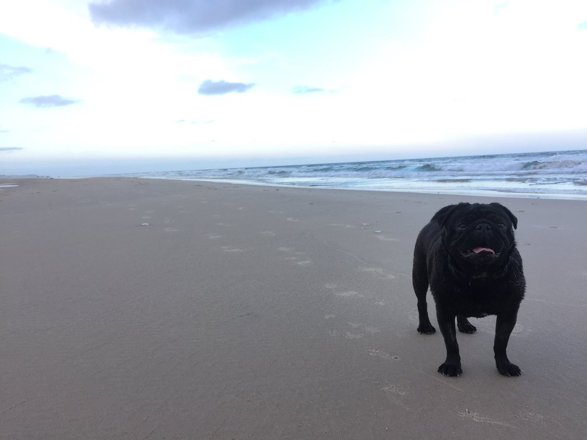 Mariothepug's tweet photo. Playing on the beach at sunset with Dad. The best way to end a tough fortnight of surgery and infection. #pugsofinstagram #pugsnotdrugs https://t.co/iQPT7lou5X
