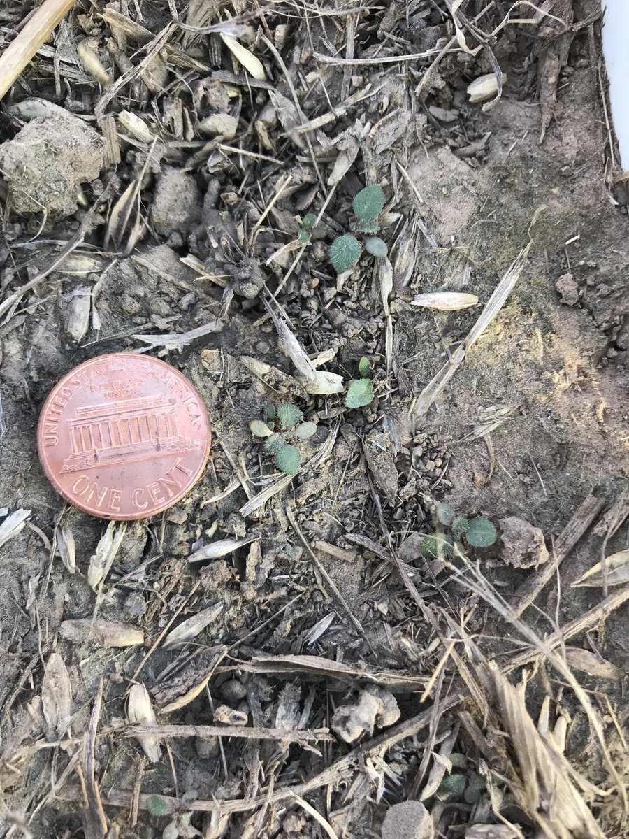 RosaCropCA's tweet image. Marestail (Conyza canadensis) emerging even in dry and cold conditions in North Platte, NE.