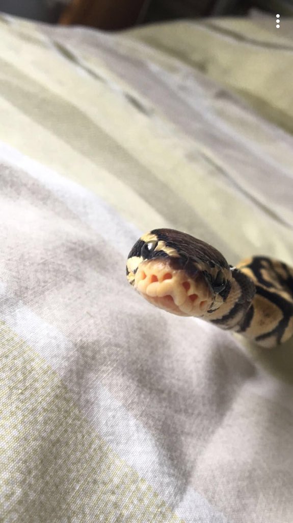 Joey_Scoltock's tweet photo. @meganj92 How can you say no to that face? 🤔 https://t.co/ICgBIcHTDQ