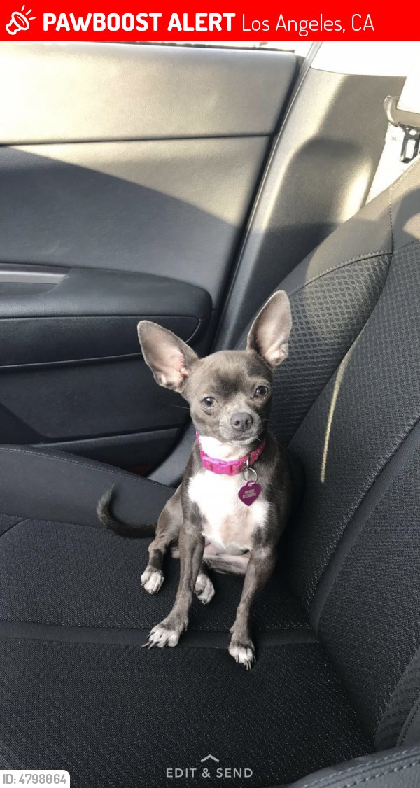 LALostPets's tweet photo. Please RT! Have you seen Minnie? #missing #lost #pet in #Pacoima #CA 91331 https://t.co/UKiXxqlQtg https://t.co/HhXoV08hwg