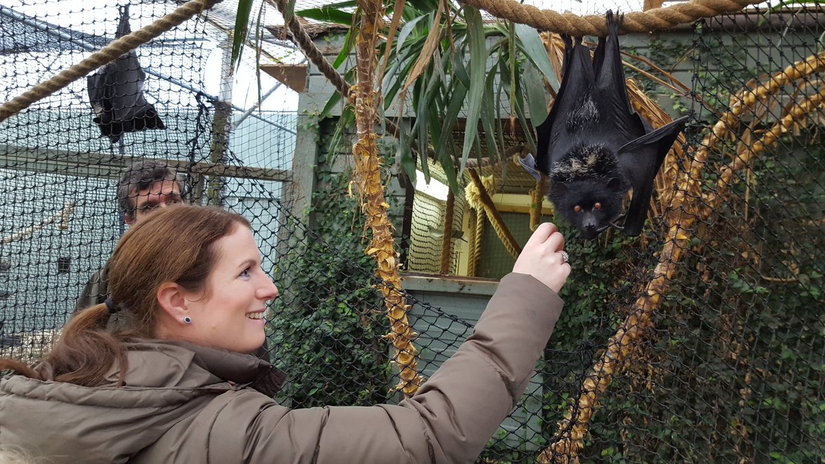 Alex_Curzons's tweet photo. Best birthday treat ever on tour @DurrellWildlife. #prizewinner #conservationatitsbest #bats #inmyelement. Thank you Jersey Zoo! https://t.co/smnMaRRLpu