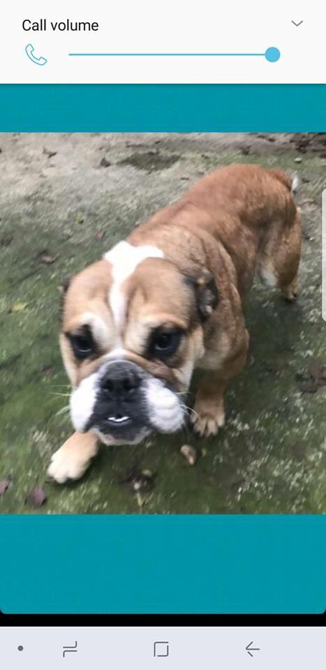 EdwardsFriend's tweet photo. 🇬🇧Autumn &amp; Annie🇬🇧now under #EF wings  #AdoptDontShop #foster #bulldogsoftwitter #bulldoglove #RescueDogs #rescue #neglect https://t.co/7NRxPV7jNo