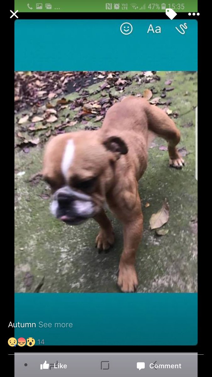 EdwardsFriend's tweet photo. 🇬🇧Autumn &amp; Annie🇬🇧now under #EF wings  #AdoptDontShop #foster #bulldogsoftwitter #bulldoglove #RescueDogs #rescue #neglect https://t.co/7NRxPV7jNo