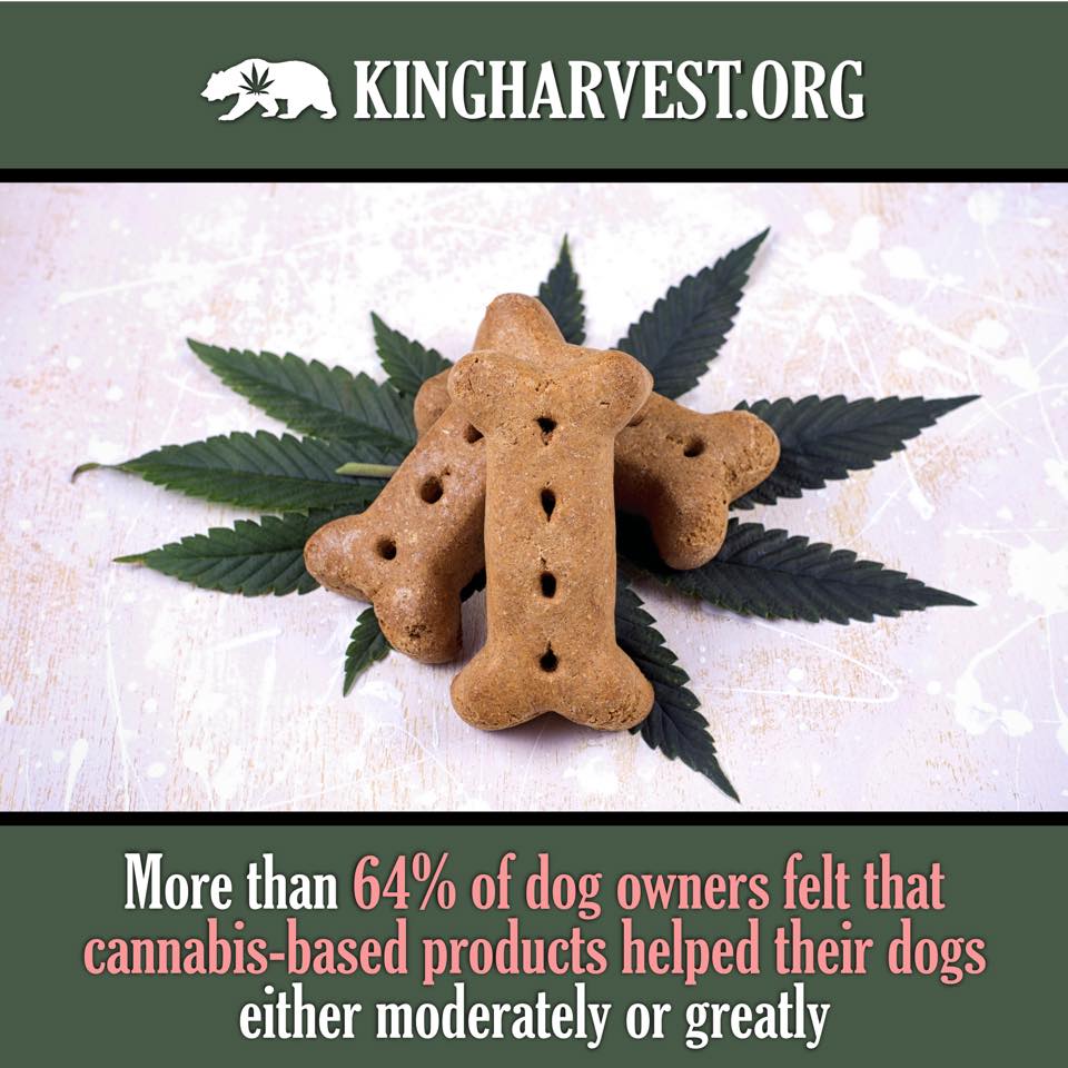 Cannabis is great for dogs! #dogs #dogsoftwitter #pets #CannabisCommunity #cannabisforpets #medicalmarijuana