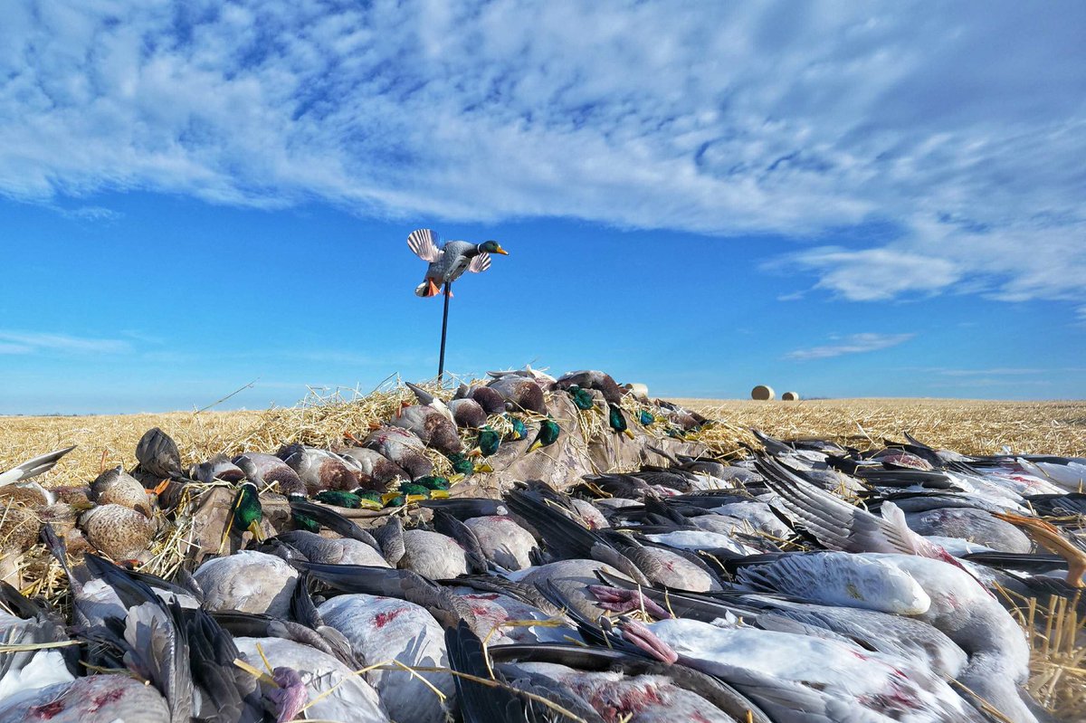 morganbow1254's tweet photo. What a great day with Ranchland Outfitters in Alberta https://t.co/ZZIZrms7Js