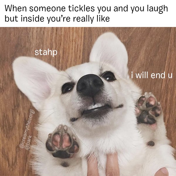 barkbox's tweet photo. This is no laughing matter. https://t.co/Q7F9SjNpiu