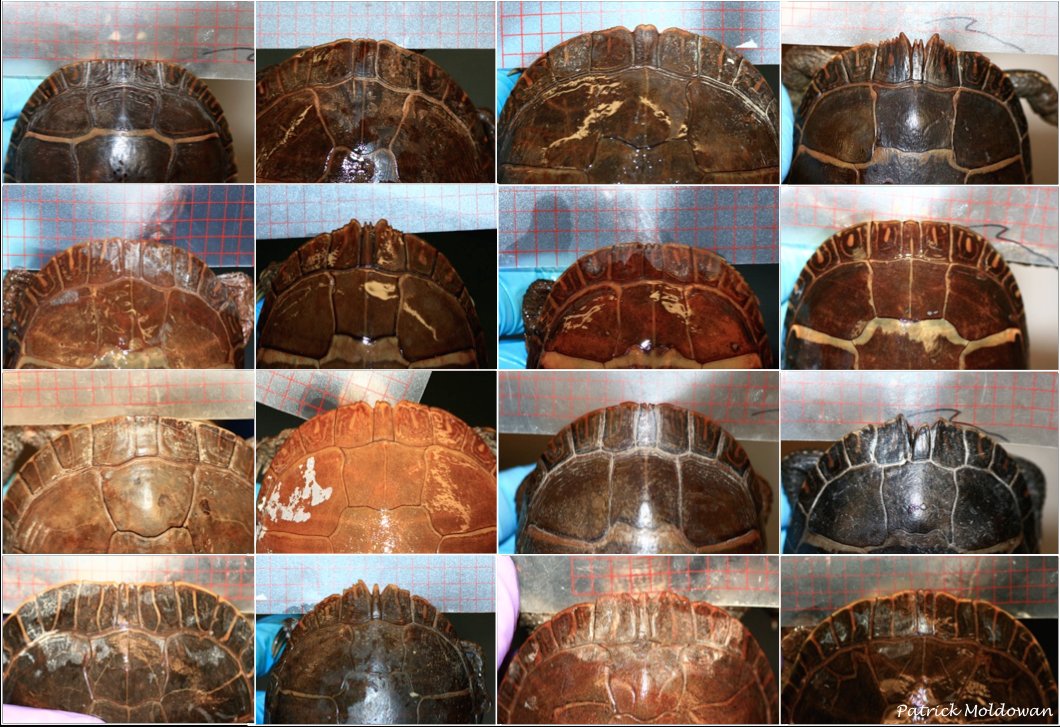 AlgonquinWRS's tweet photo. Can you spot the males? New project in devo exploring #SexualDimorphism #SexualWeaponry in #PaintedTurtle #MatingStrategy. (1/n) #Tomiodont https://t.co/rg7Oy5nKw6