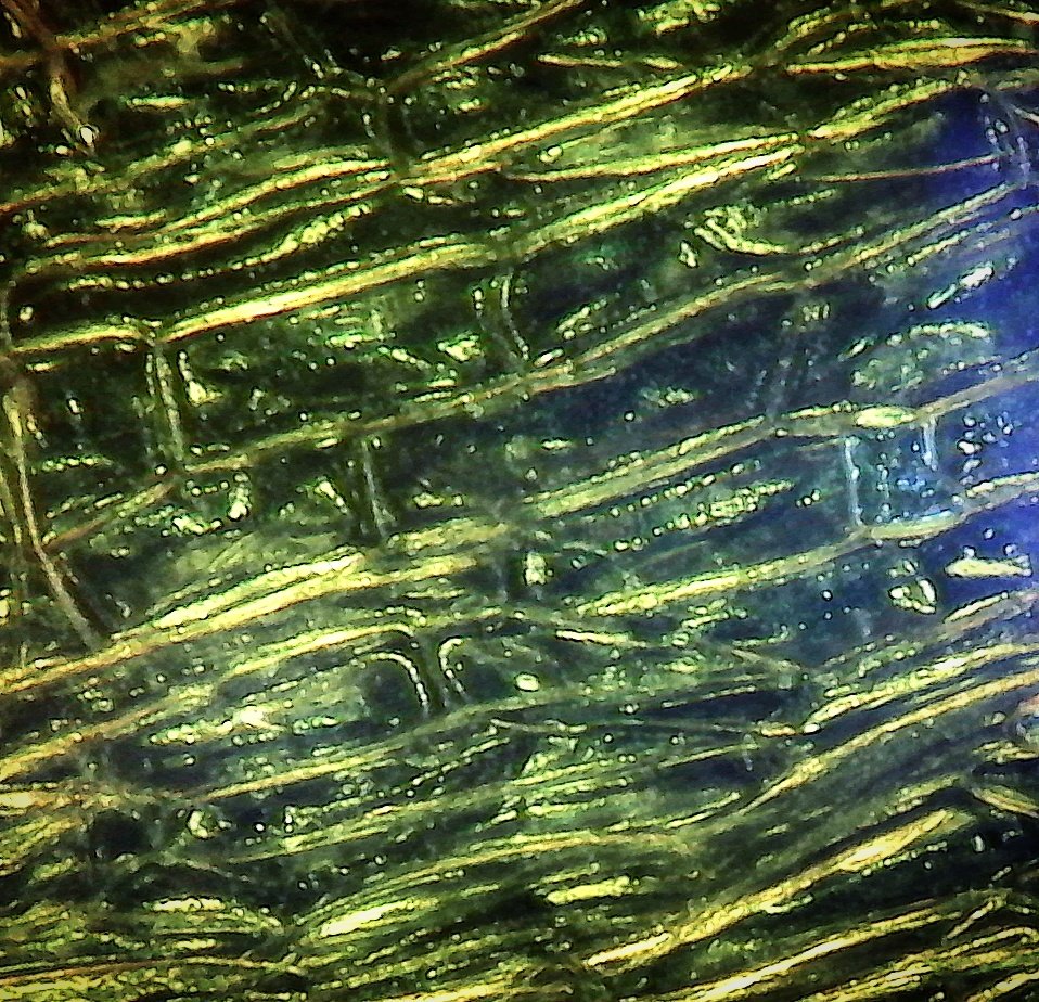 STEM_Play's tweet photo. What am I? Hint: Little rooms that bring tears to your eyes. #STEM #science #microscope #education #stemed #kids https://t.co/bMZlOkes95