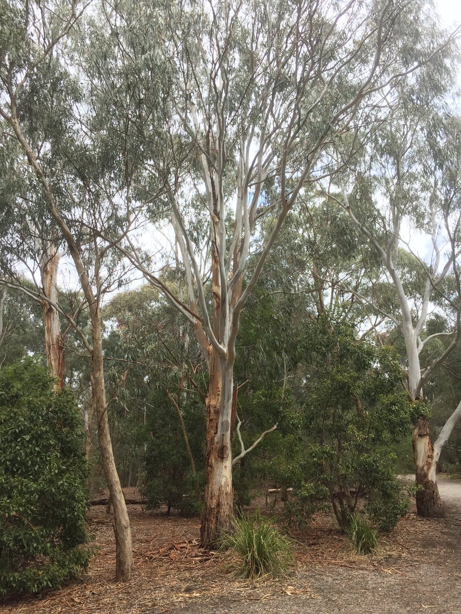 Middles_StLukes's tweet photo. The Manna Gum is the totem tree of the #Wurundjeri people #sltours @slblackburnsth https://t.co/cpORYwvN0l