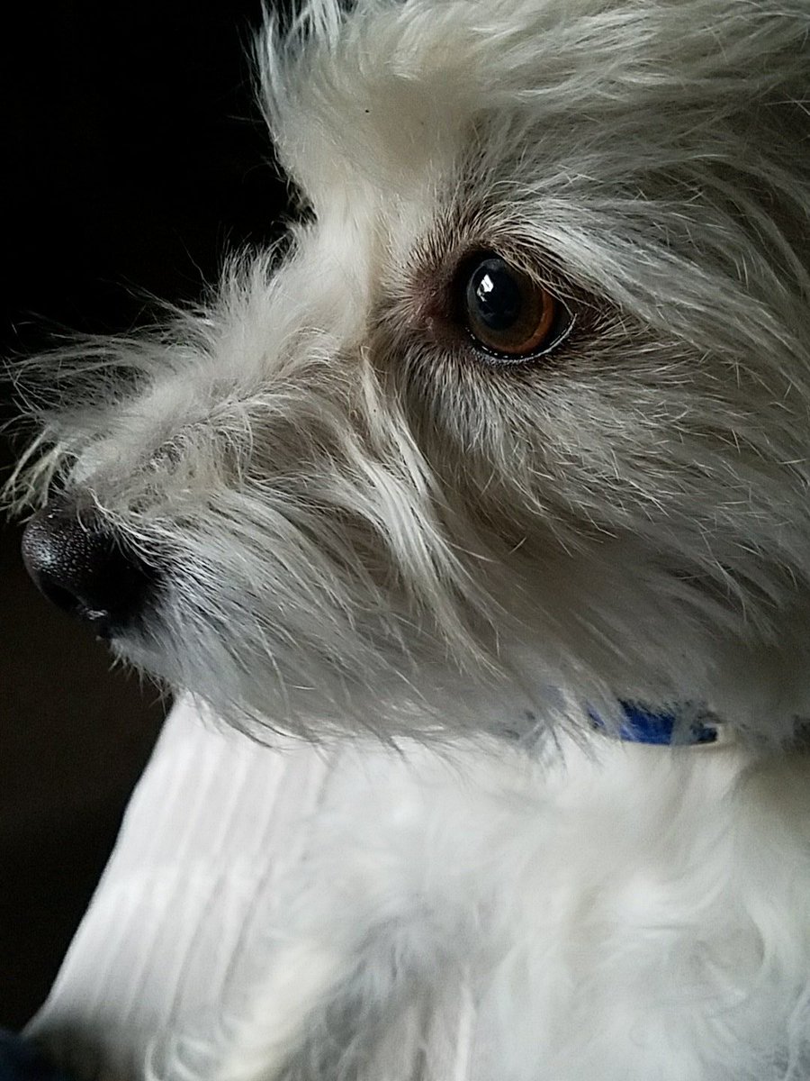 kolfunk's tweet photo. @bow_bat Yo that's cool but check out my dog https://t.co/1dxzpsarIJ