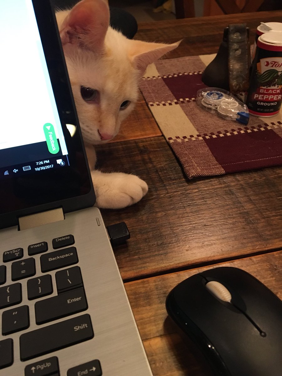 CortevilleJamie's tweet photo. Axle is helping me catch up on some work tonight. :) https://t.co/ktLR1agfsh