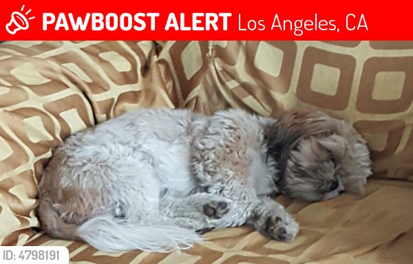 LALostPets's tweet photo. Please RT! Have you seen Daisy? #missing #lost #pet in #Pacoima #CA 91331 https://t.co/WlphY43d8E https://t.co/WsfoDEQA3H