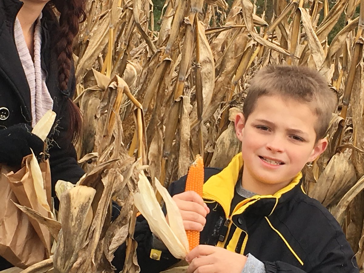 mrsamandadixon's tweet photo. Harvesting popcorn #EWlittles #EWgameon #EWAUBU https://t.co/ezeYqM7dBr