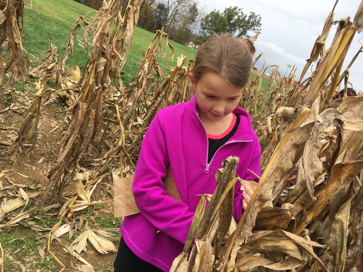 mrsamandadixon's tweet photo. Harvesting popcorn #EWlittles #EWgameon #EWAUBU https://t.co/ezeYqM7dBr