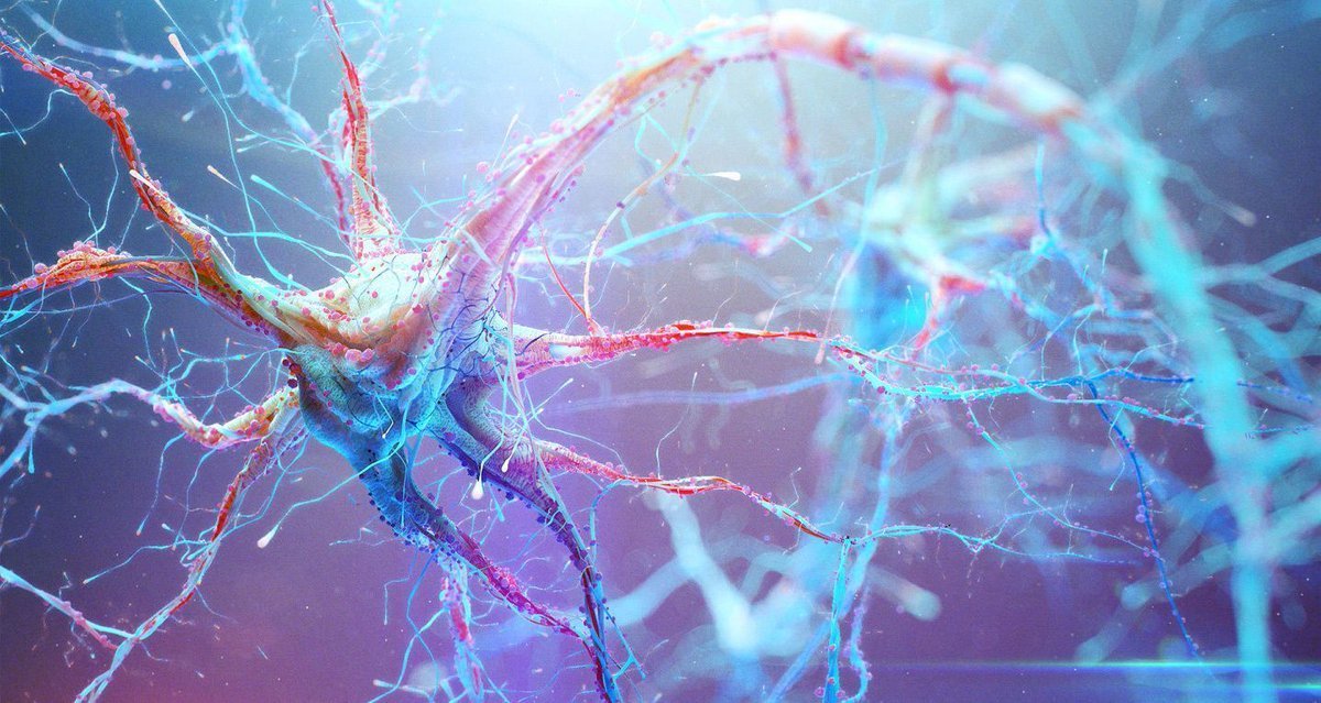 ahier's tweet image. #Neuralencoding/#braindecoding w/ #deeplearning for #dynamic natural #vision
#ArtificialIntelligence reads #human #mind & displays it
#ai #fMRI #neuroscience #imaging #data @deeplearn007
#CNN #neuralnetwork #visualcortex #computervision
@OxfordJournals
bit.ly/2yghv9l