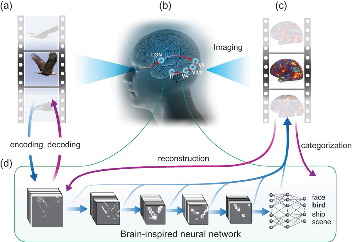 ahier's tweet image. #Neuralencoding/#braindecoding w/ #deeplearning for #dynamic natural #vision
#ArtificialIntelligence reads #human #mind & displays it
#ai #fMRI #neuroscience #imaging #data @deeplearn007
#CNN #neuralnetwork #visualcortex #computervision
@OxfordJournals
bit.ly/2yghv9l