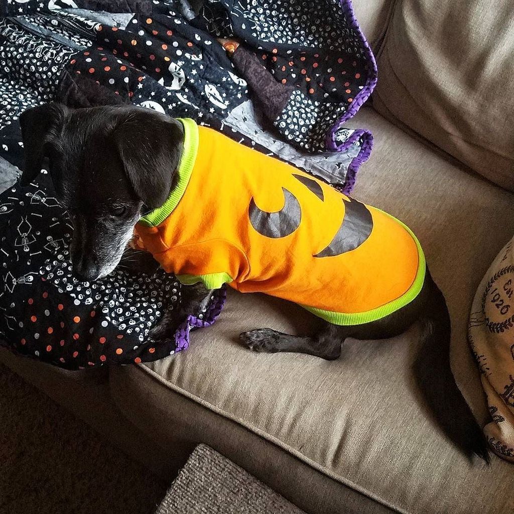 PirateDogHenry's tweet photo. Ready for Halloween! 🕸🎃☠ #thisishalloween #halloween #pumpkin #pumpkindog #dogintshirt #pumpkinshirt #cutedog #halloweendog #blinddog #blac… https://t.co/yzoiQPgg9t
