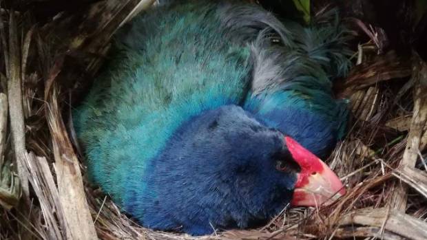 Exciting news! <a href="/PukahaMtBruce/">Pūkaha National Wildlife Centre</a> find their first takahē egg in 20 years: bit.ly/2lqXaba #TakahēRecovery #SavingTakahē