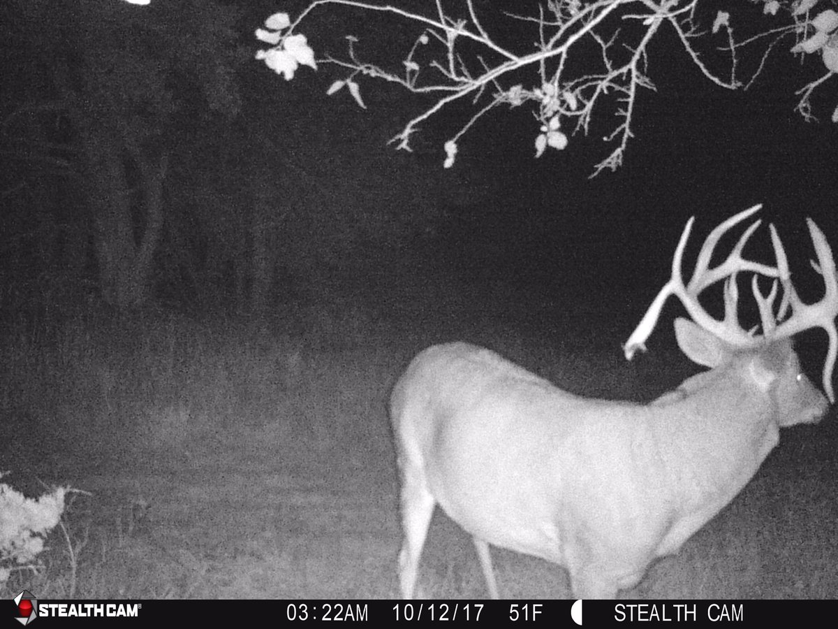 EROutfitters's tweet photo. @bradydinkel was able to harvest this 200" monster whitetail Saturday evening on his first sit of the year. https://t.co/J1862wC6TL