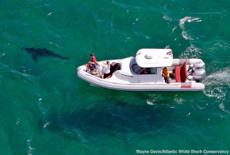 Atlantic White Shark Conservancy tweet media