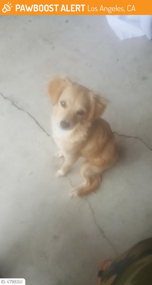LALostPets's tweet photo. Please RT! #found #pet in #LosAngeles #CA 90001 seeking owner https://t.co/p3Wqj8SMEE https://t.co/USNAbCtlua