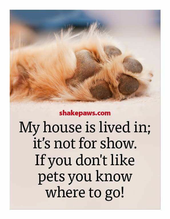 Kat Wilson 🐶🐯 tweet media