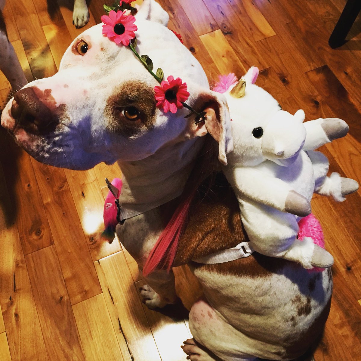 jane_endbsl's tweet photo. Pit-bull-not a breed-but a feared slang term — like a unicorn #endbsl #wuabsl @Mayor_Bowman @MaireDCoderre #bootobsl #wuabsl #endbslmanitoba https://t.co/GdJRGo7PYL