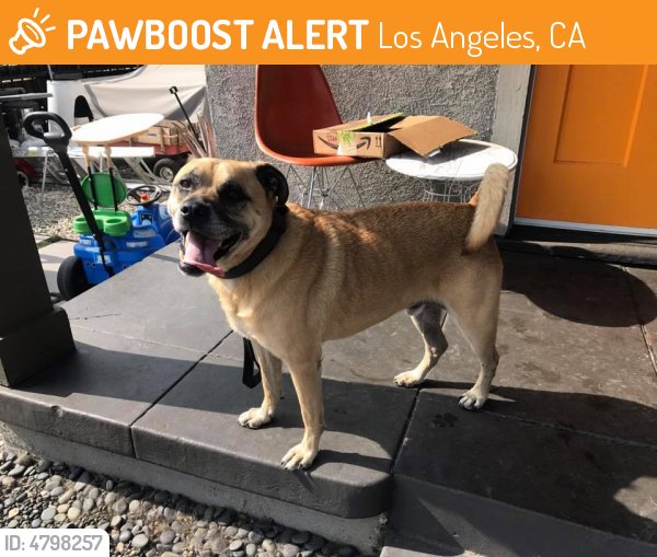 LALostPets's tweet photo. Please RT! #found #pet in #LosAngeles #CA 90019 seeking owner https://t.co/Rir4RJGd57 https://t.co/SXurBX1ote