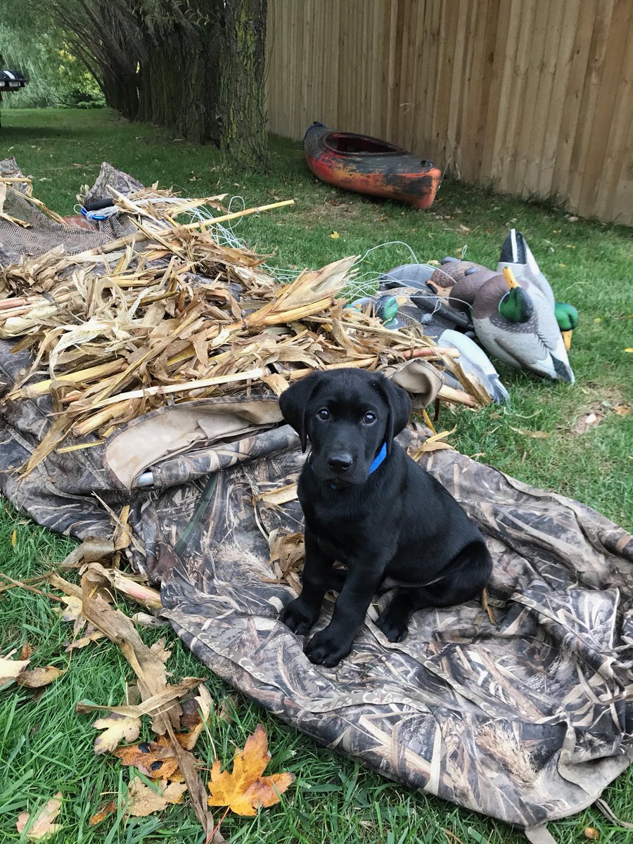 Tail_Chasin's tweet image. Jet looks like he’s ready to get out there and #ChaseSomeTails this weekend