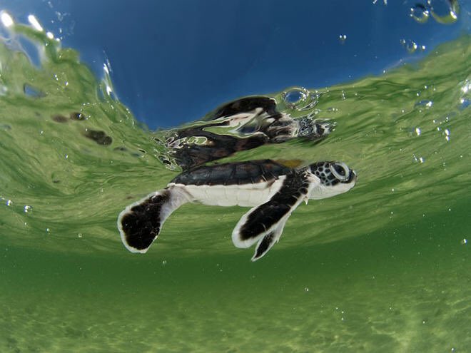 WWFConservation's tweet photo. All animals are taken into consideration in the WWF https://t.co/l5piUOOOEN