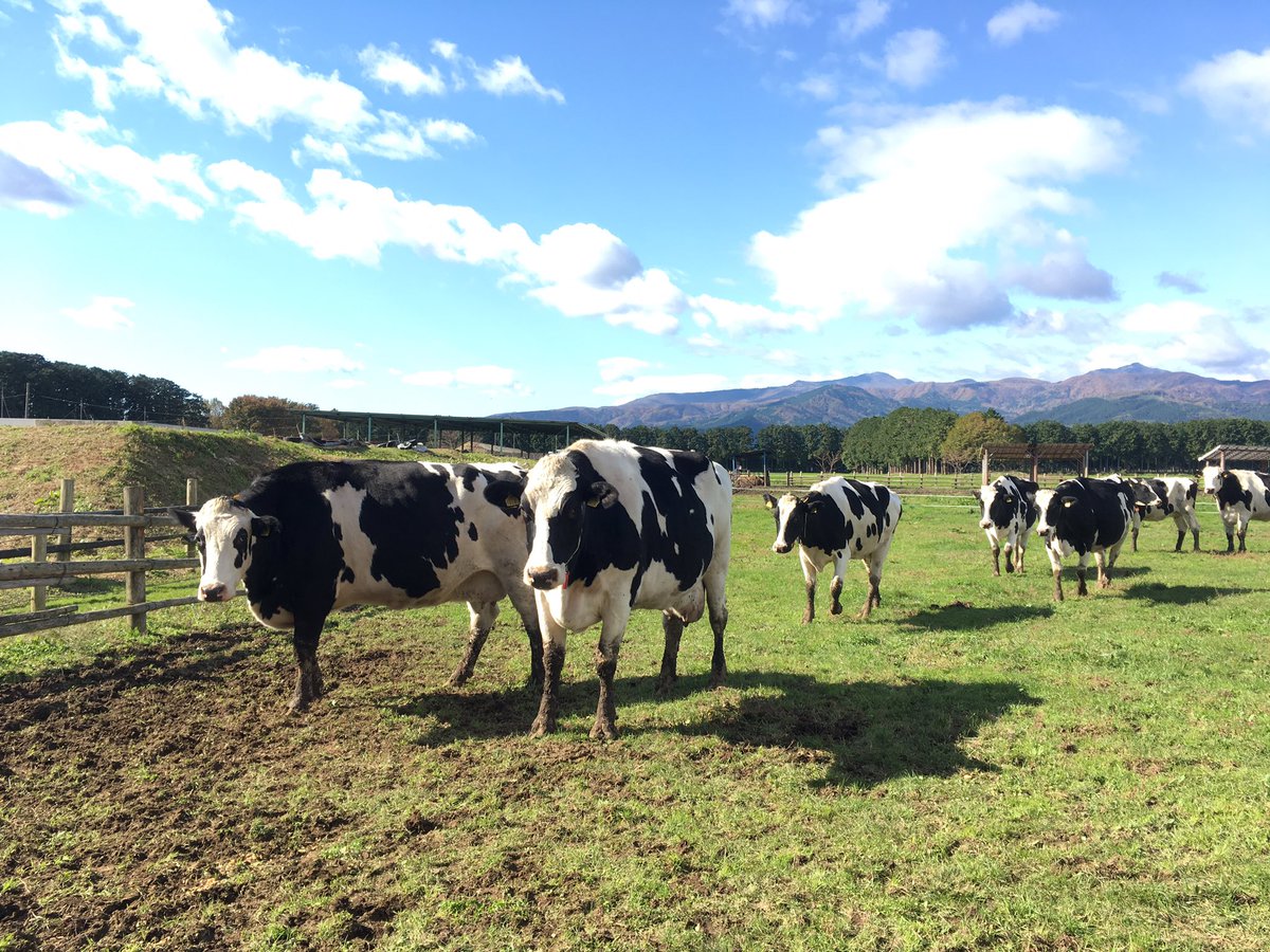 那須千本松牧場 千本松牧場の放牧場 牛さん今日も元気そうです 千本松牧場 牛の放牧 T Co Vbmvv2ffxf Twitter