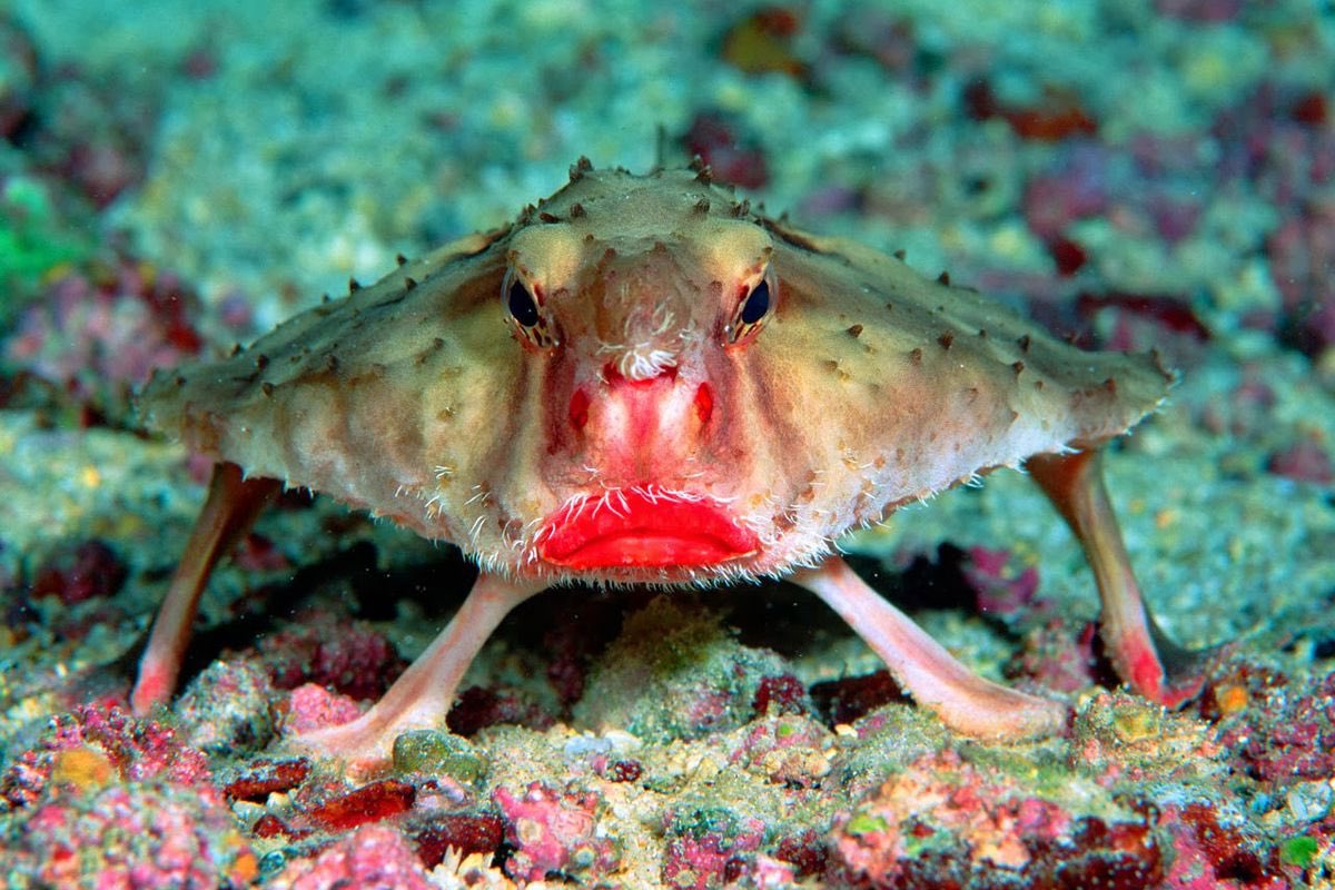 h_moh21's tweet photo. Creature I found interesting: red lipped bat fish.. some girls pay thousands to have lips like these 👄 @NutmegSomething #Bio110Fall17 https://t.co/awqWGWhUss